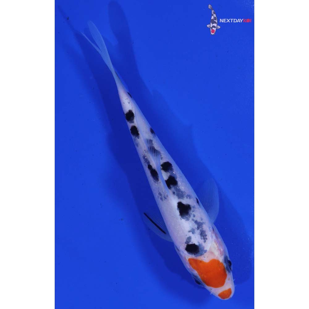 4.5” Imported Sanke