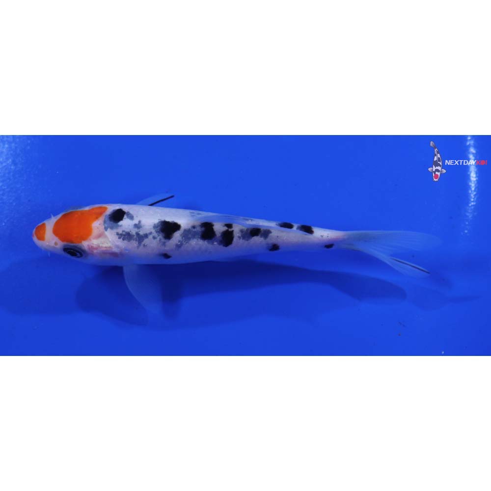 4.5” Imported Sanke