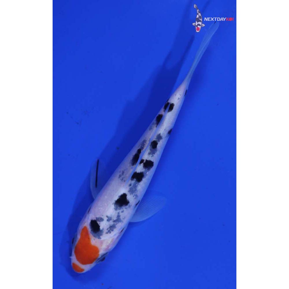 4.5” Imported Sanke