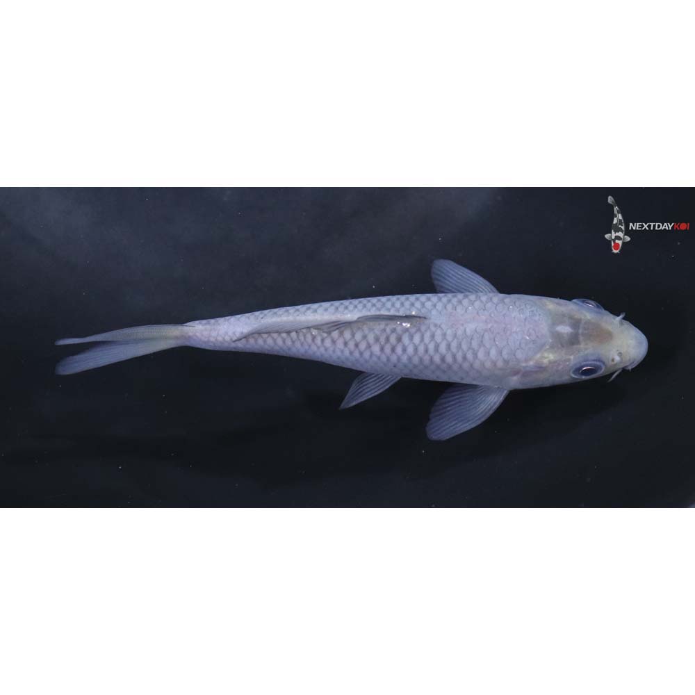 4.5” Imported Soragoi