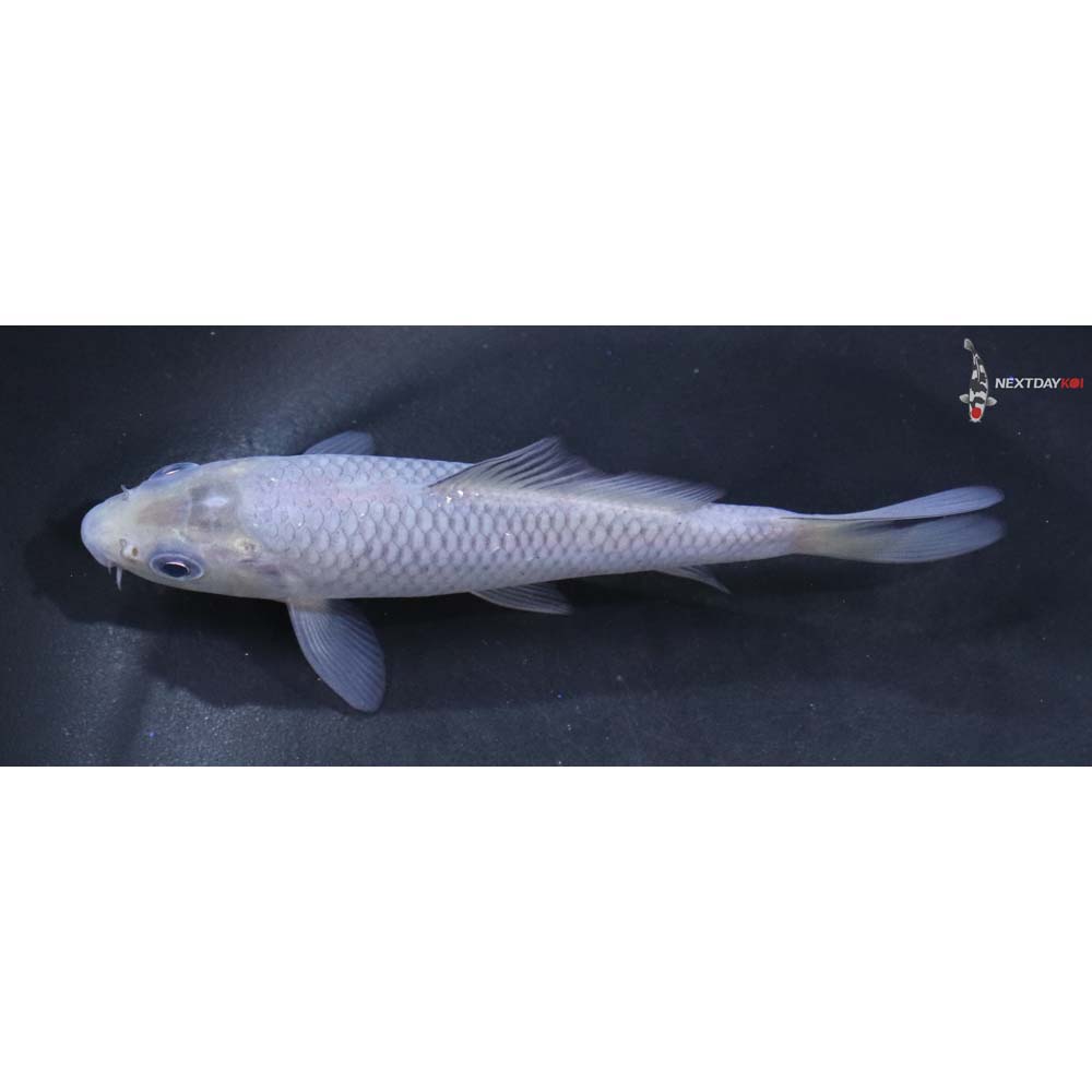 4.5” Imported Soragoi