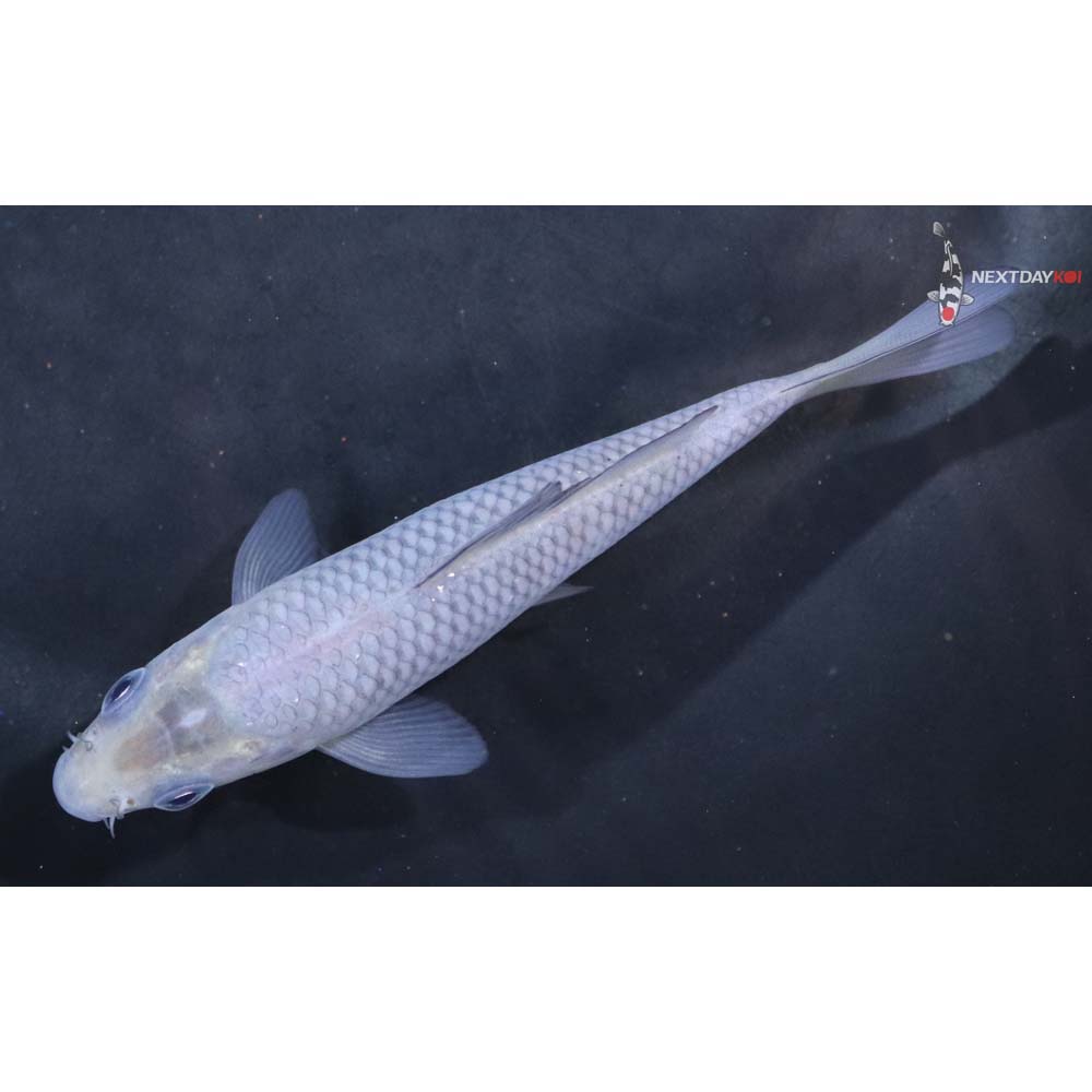 4.5” Imported Soragoi