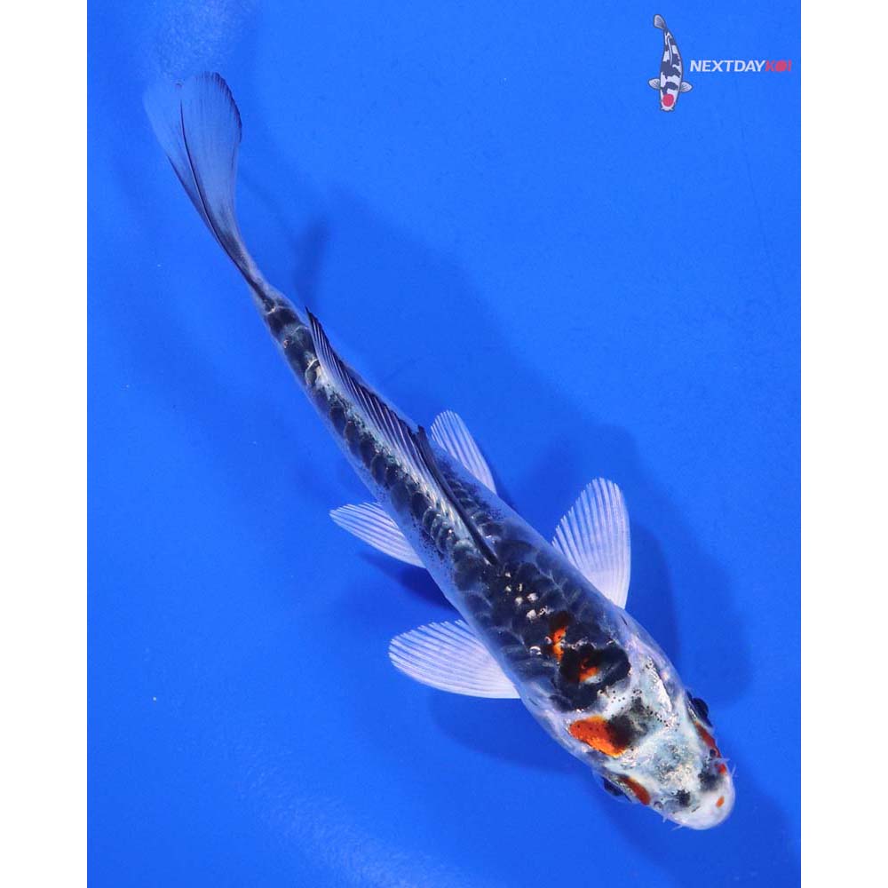 4” Imported Doitsu Kujaku