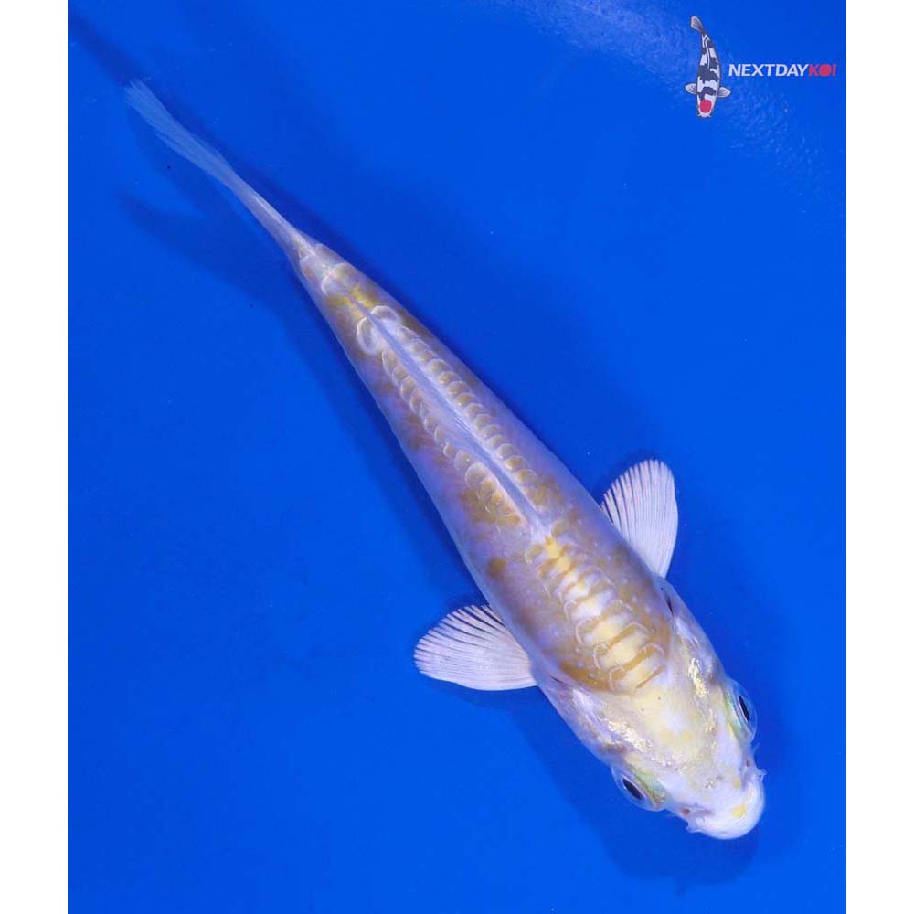 4” Imported Doitsu Lemon Hariwake