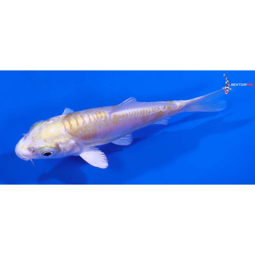 4” Imported Doitsu Lemon Hariwake