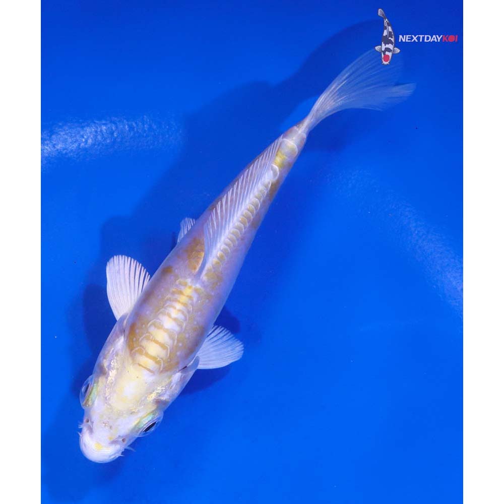 4” Imported Doitsu Lemon Hariwake