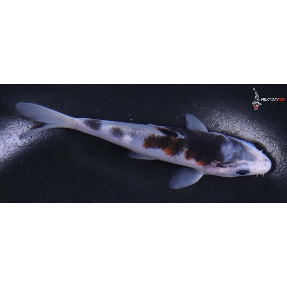 4.5” Imported Goromo