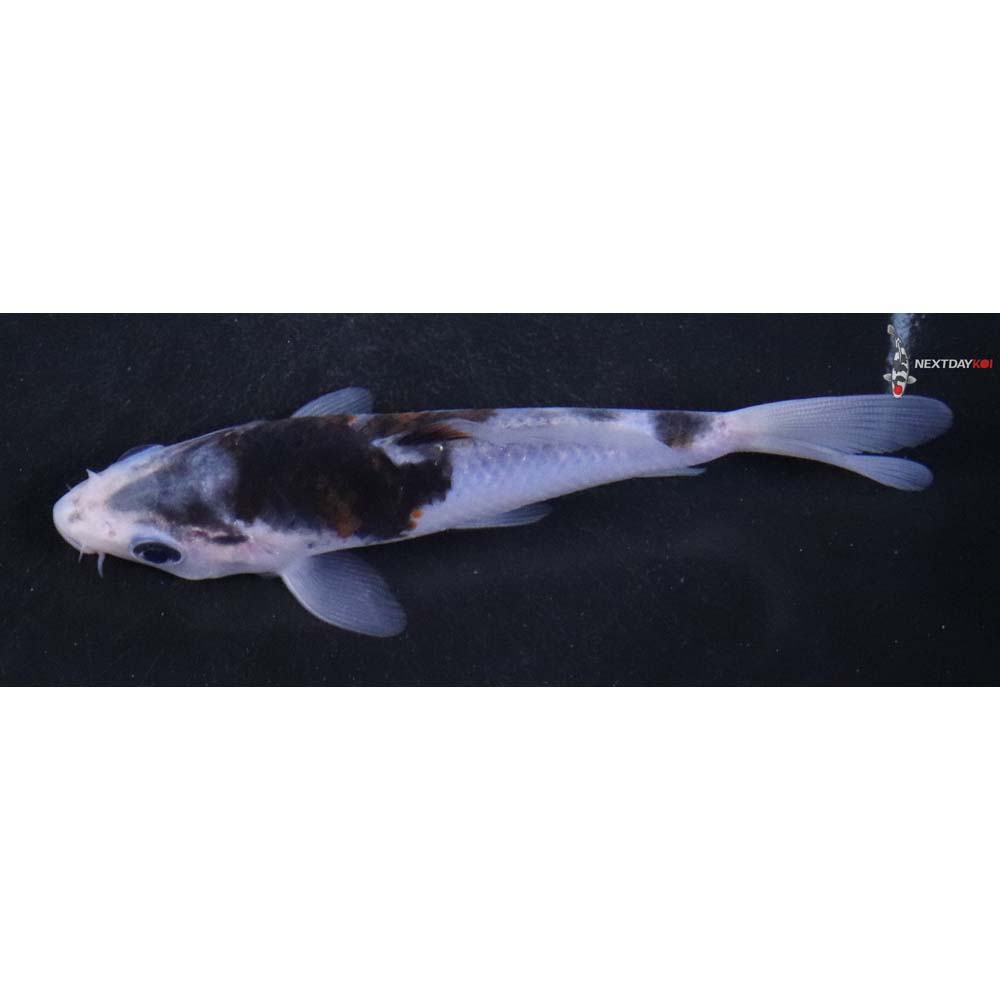 4.5” Imported Goromo