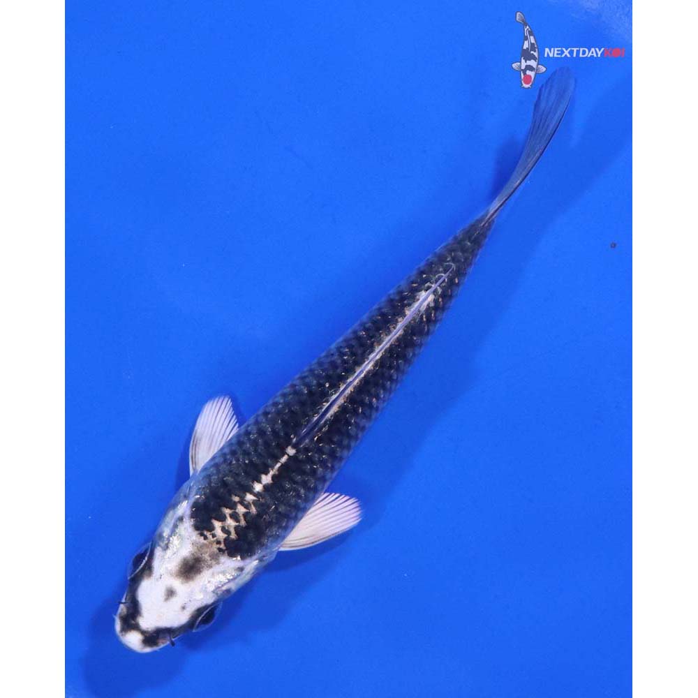 4.5” Imported Gin Matsuba