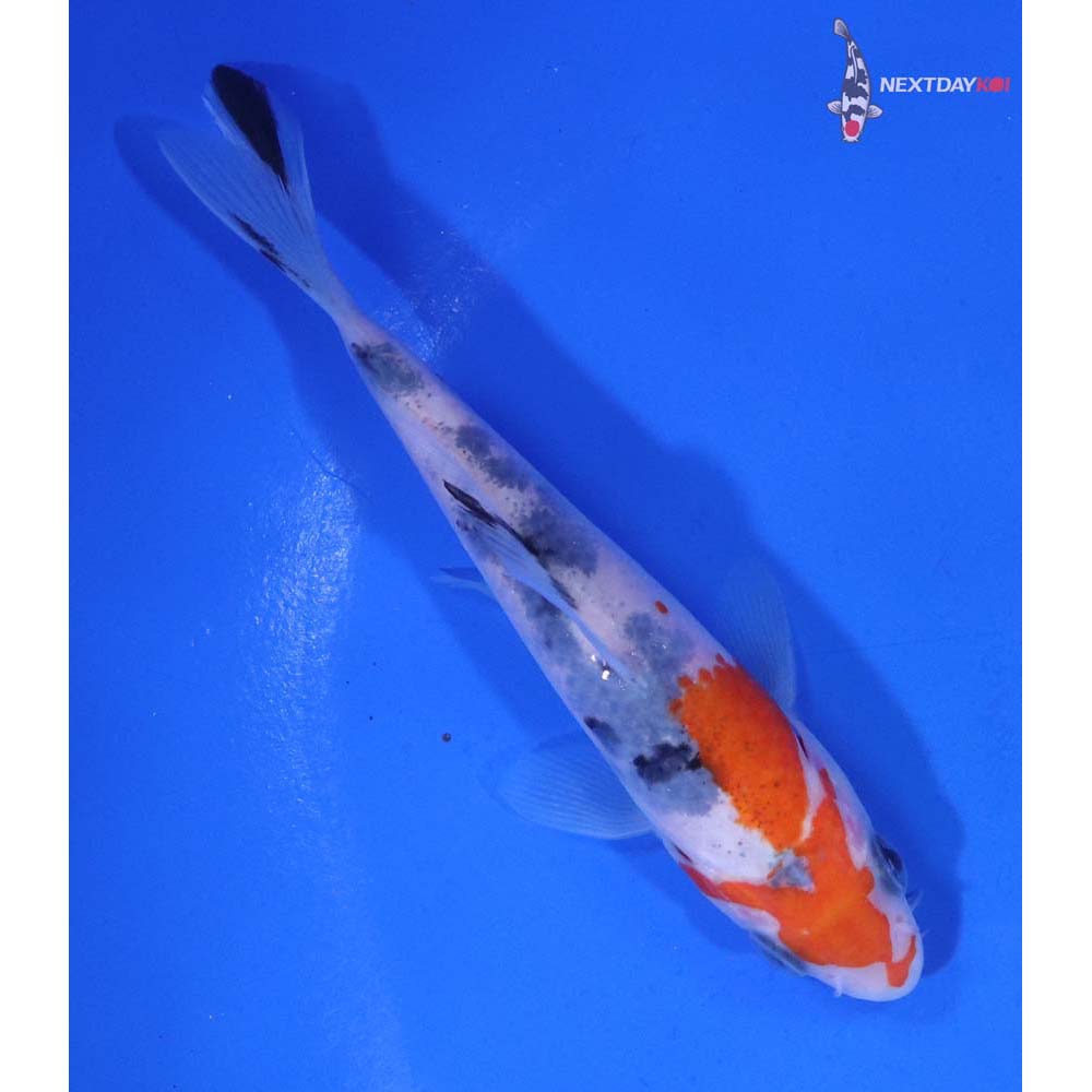 4.5” Imported Sanke