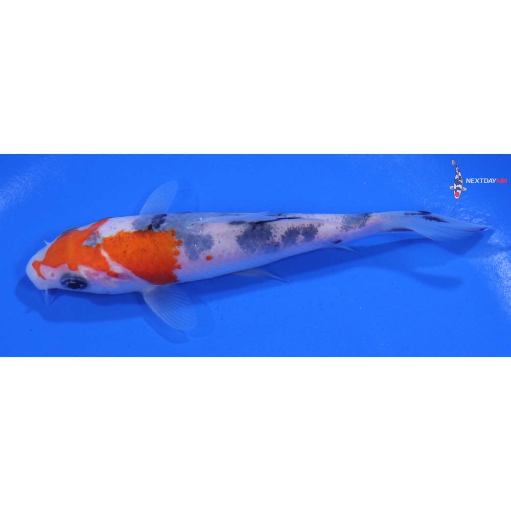 4.5” Imported Sanke