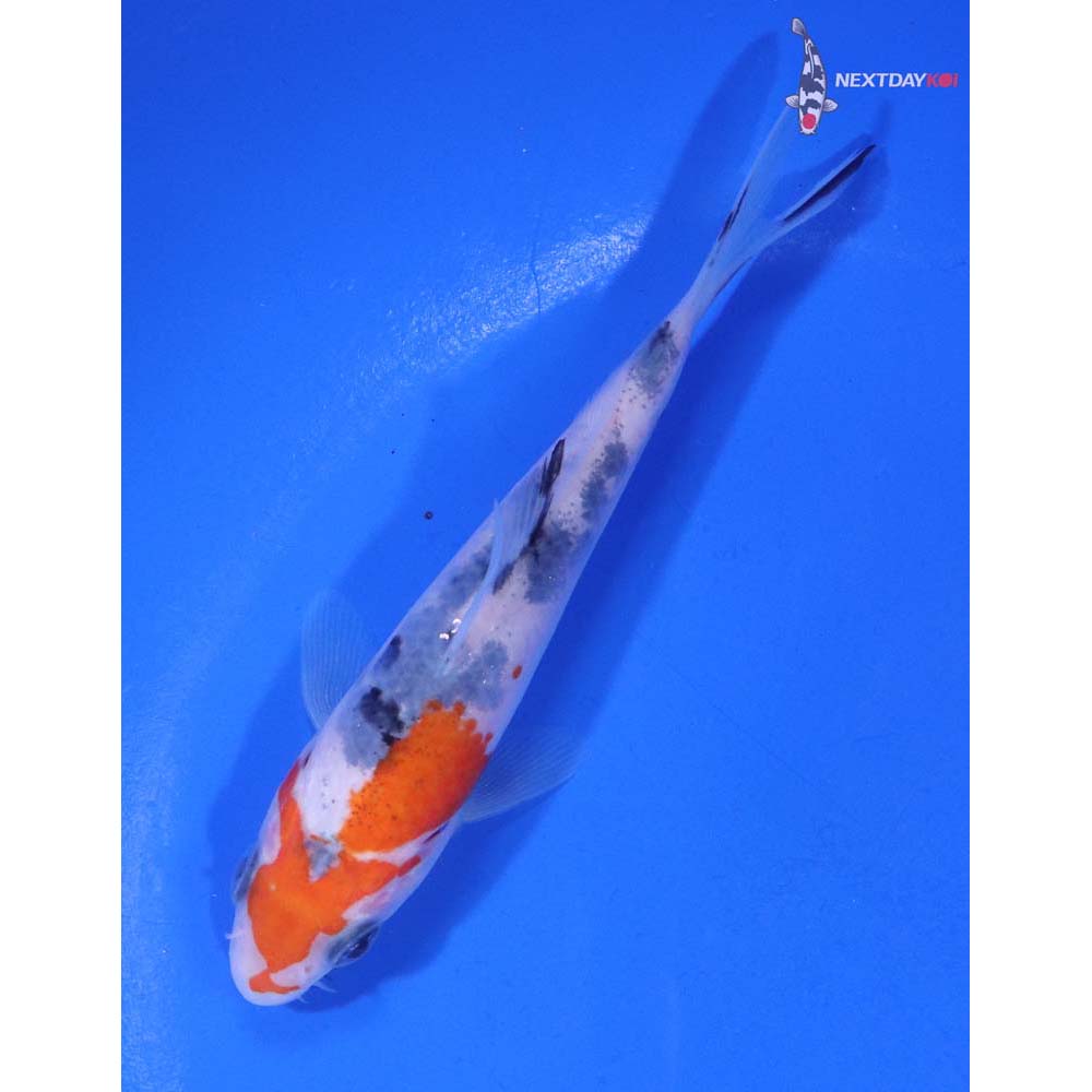 4.5” Imported Sanke