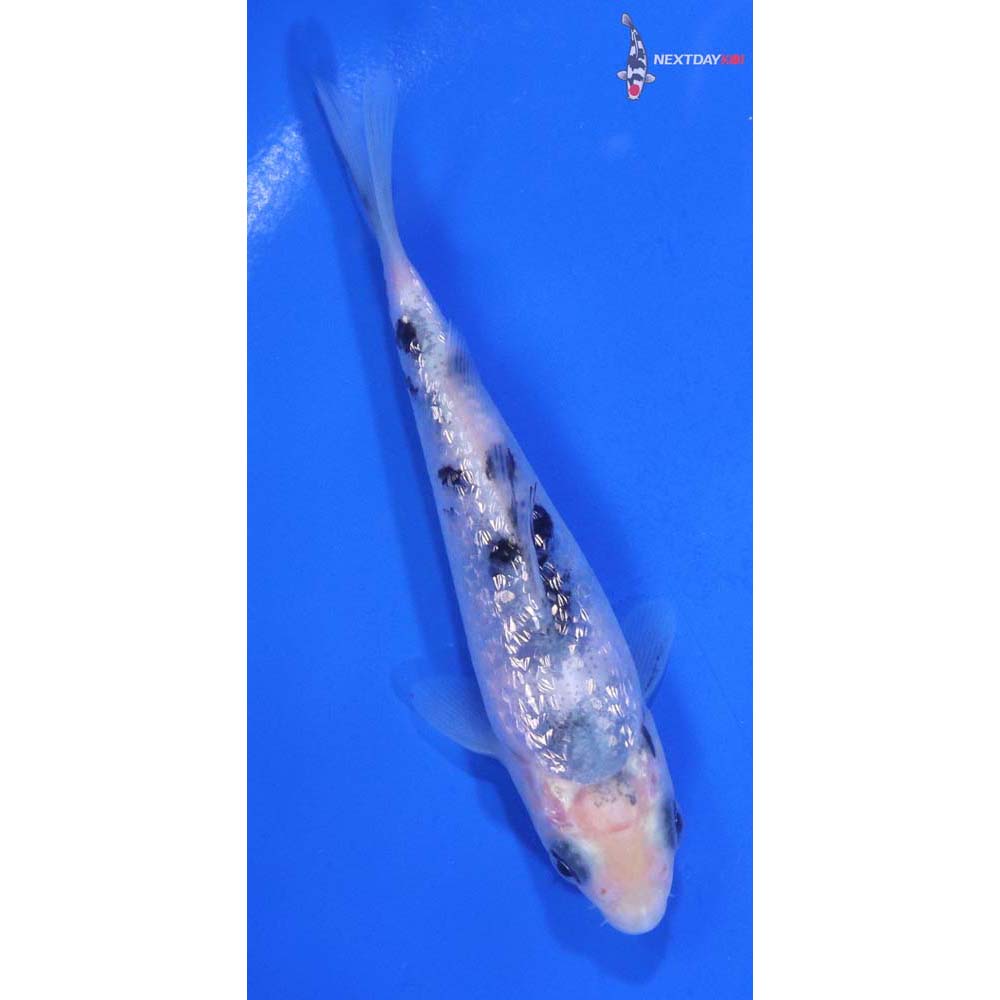 4.5” Imported Gin Rin Shiro Bekko