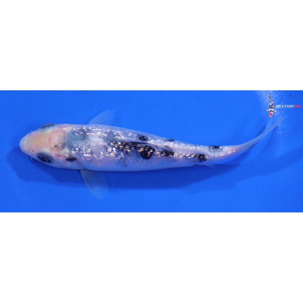 4.5” Imported Gin Rin Shiro Bekko