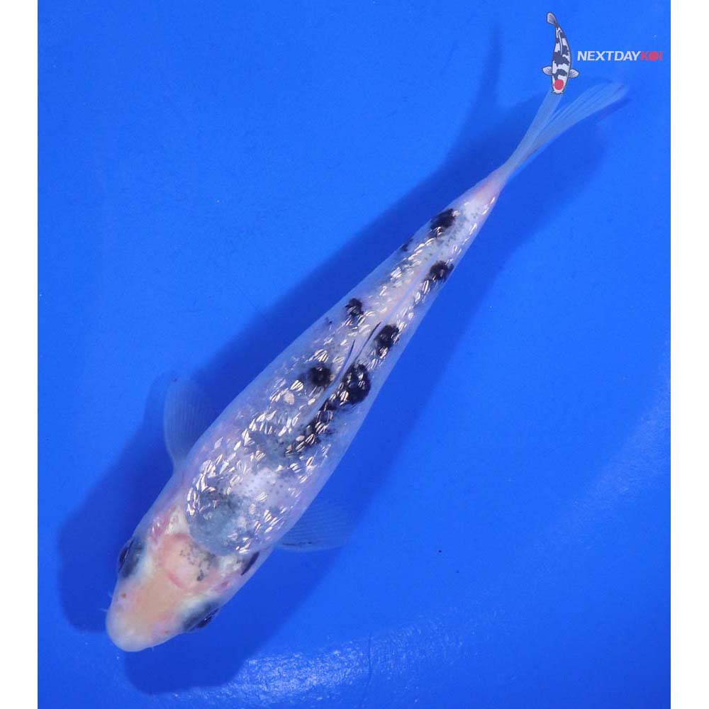 4.5” Imported Gin Rin Shiro Bekko