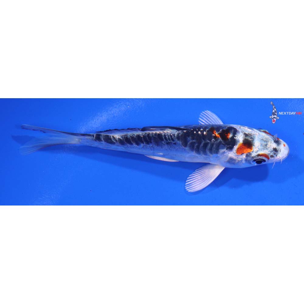 4” Imported Doitsu Kujaku