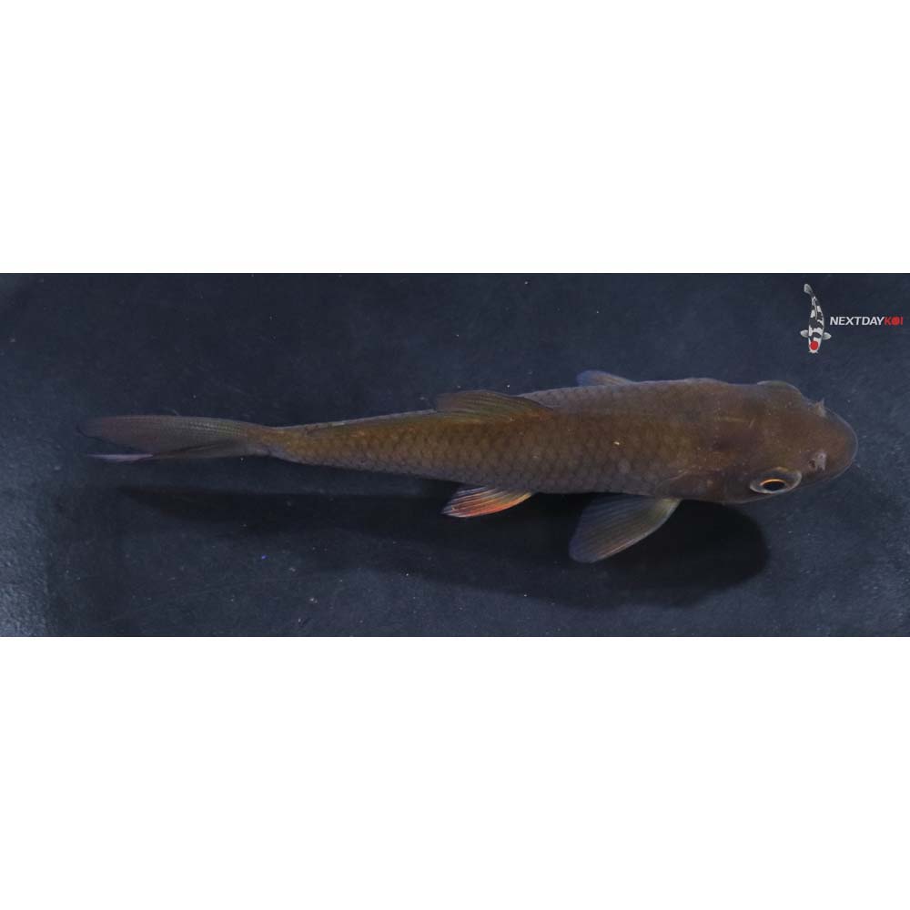 3.5” Imported Chagoi