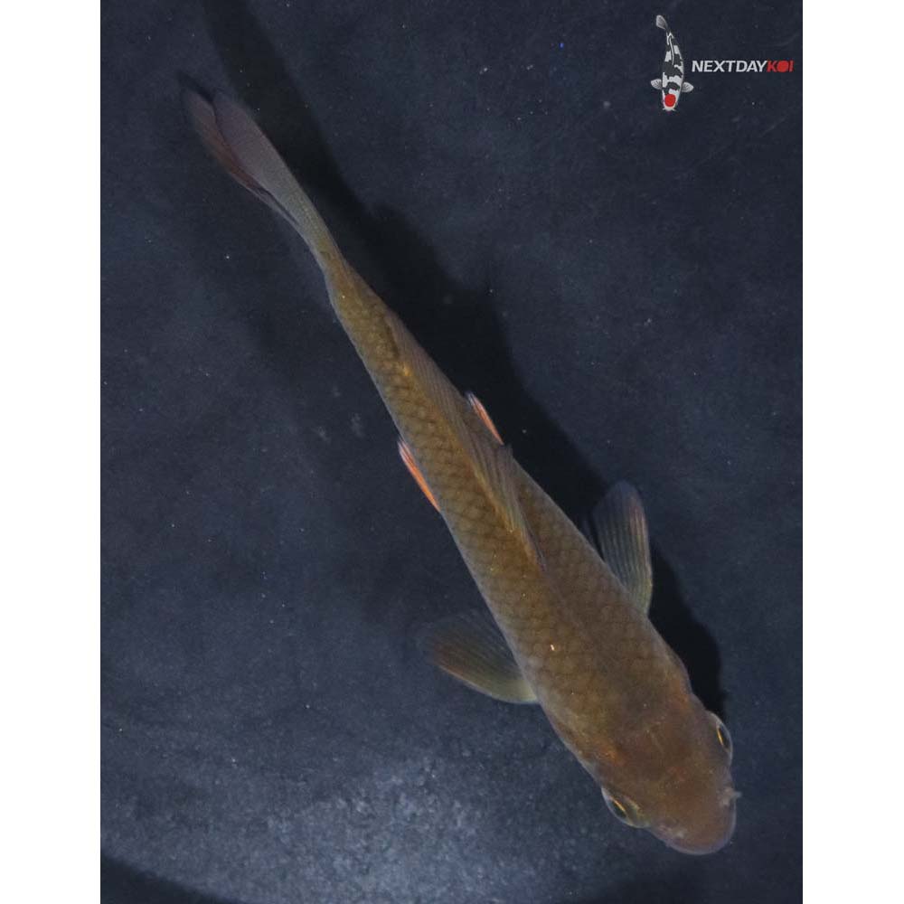 3.5” Imported Chagoi