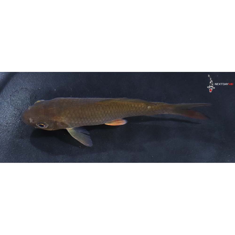 3.5” Imported Chagoi