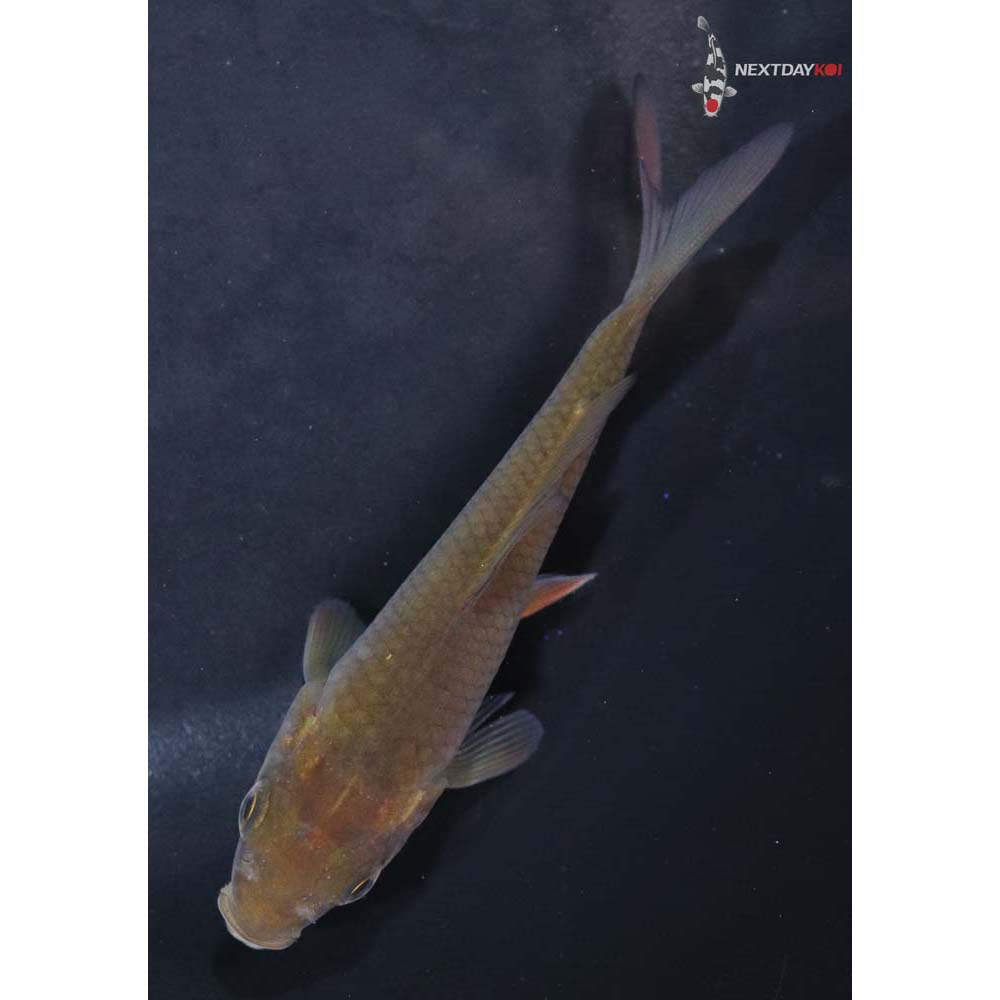 3.5” Imported Chagoi