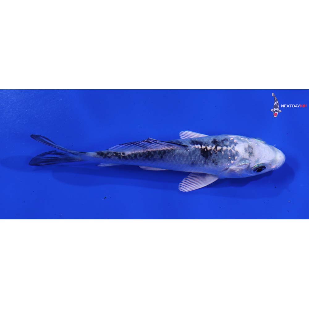 4” Imported Gin Shiro Bekko