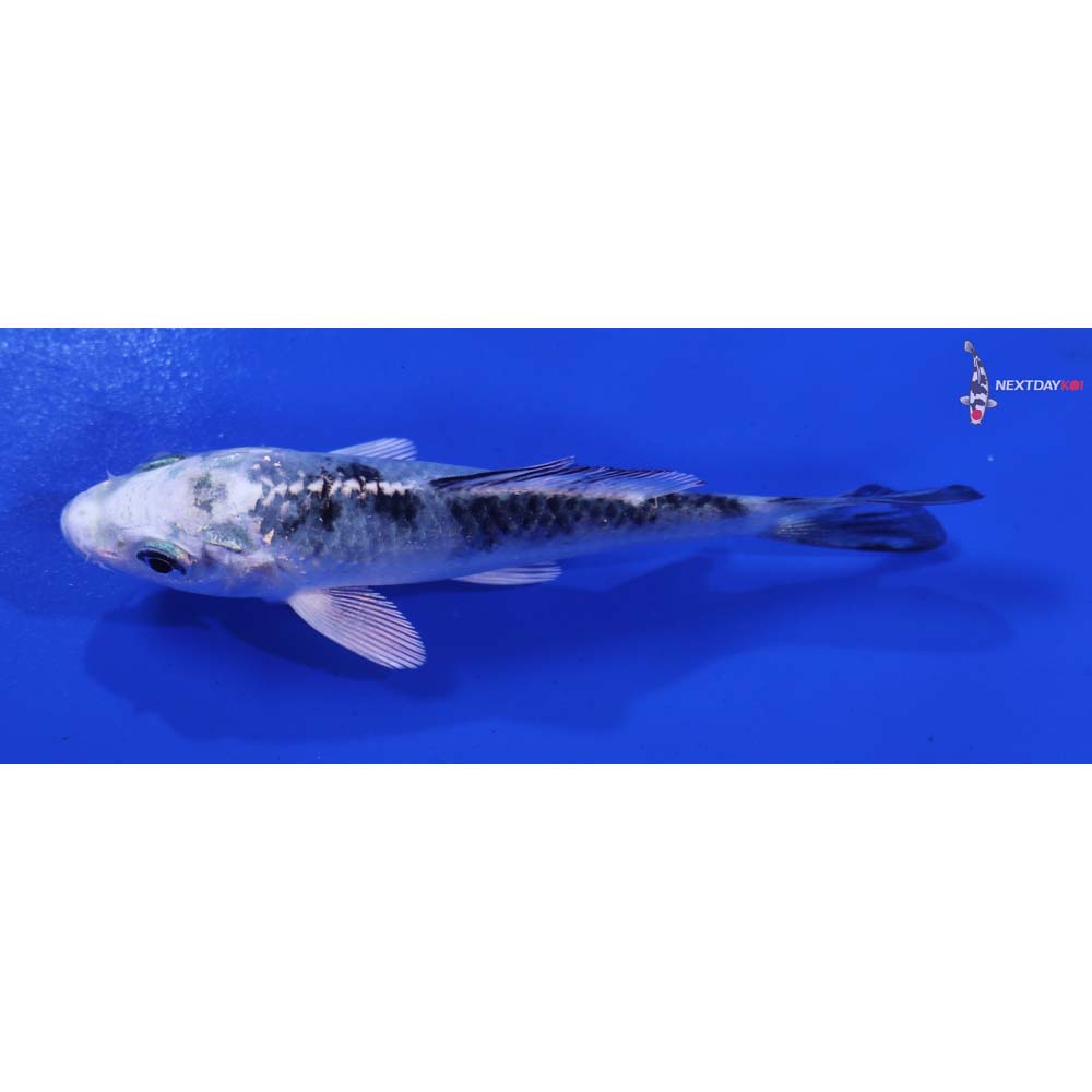 4” Imported Gin Shiro Bekko