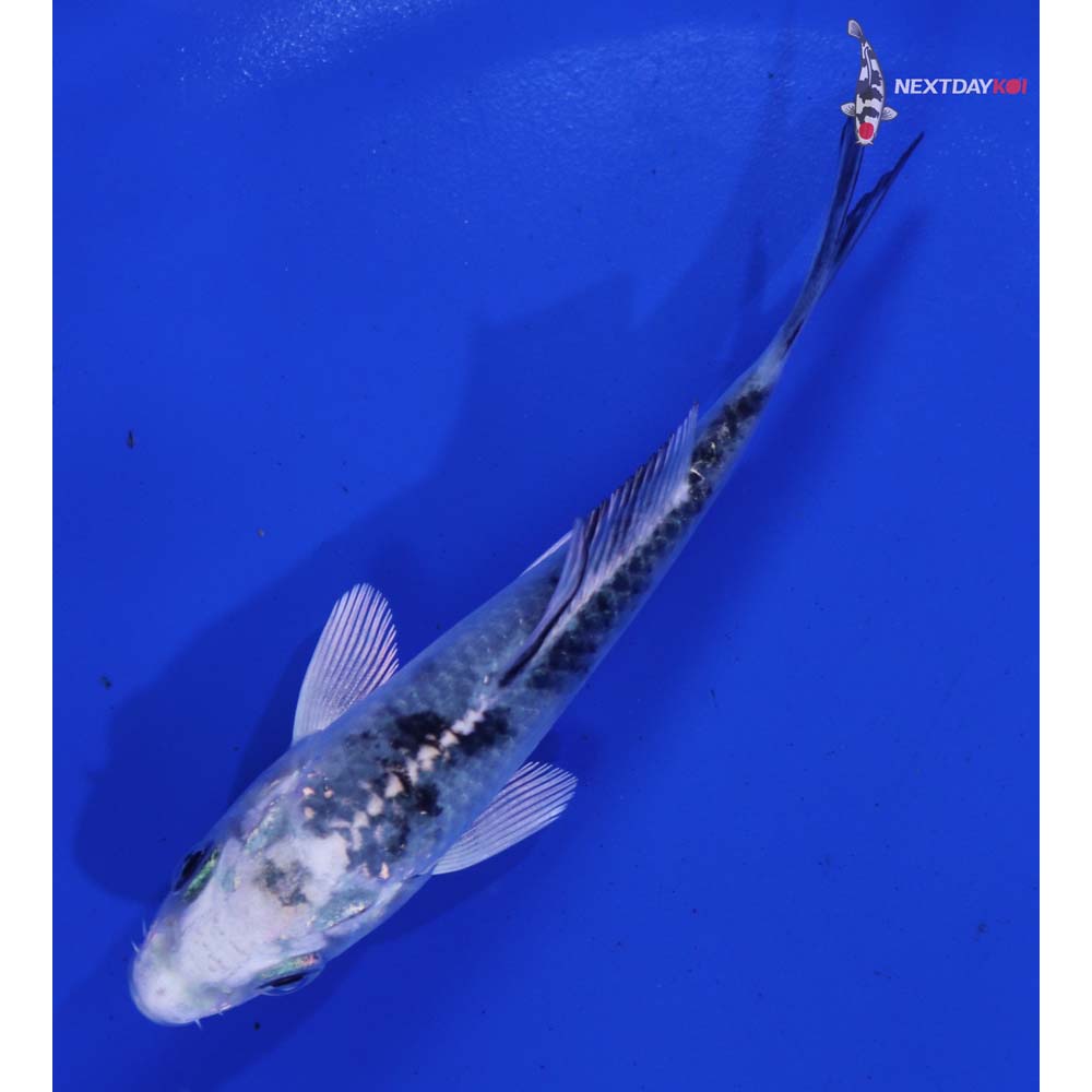 4” Imported Gin Shiro Bekko