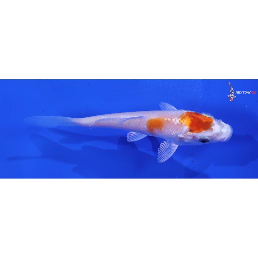 4” Imported Hariwake