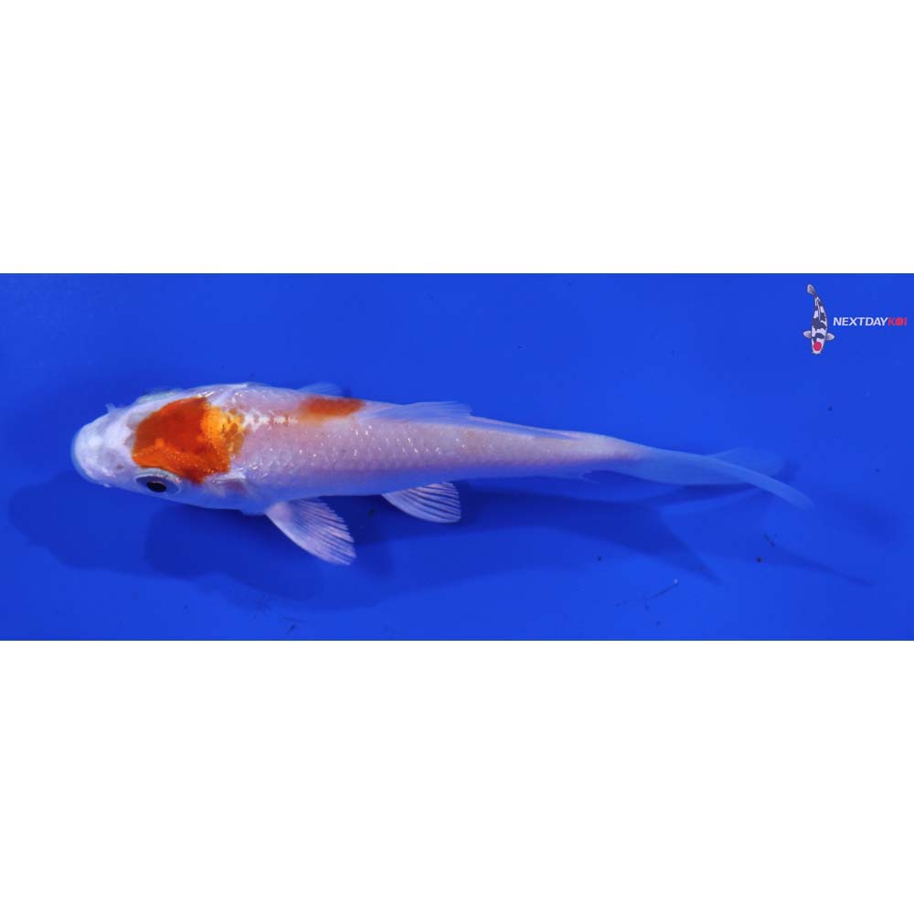 4” Imported Hariwake