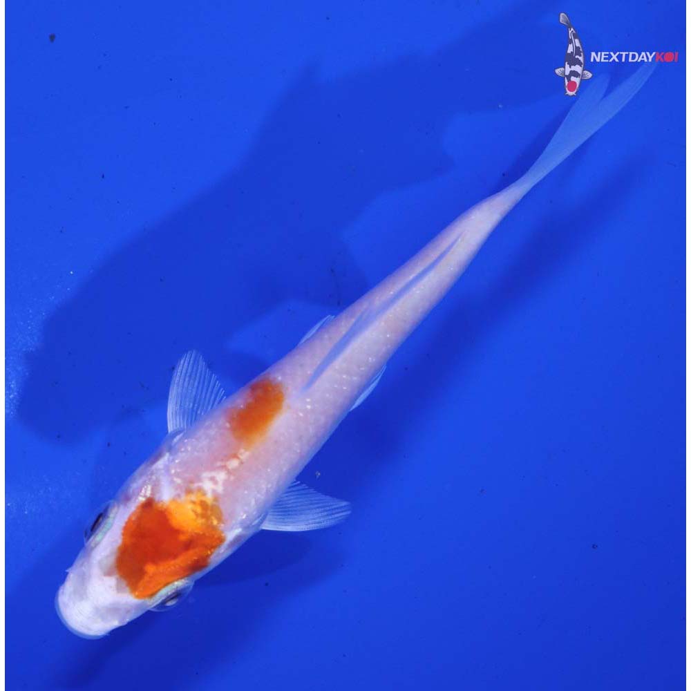 4” Imported Hariwake