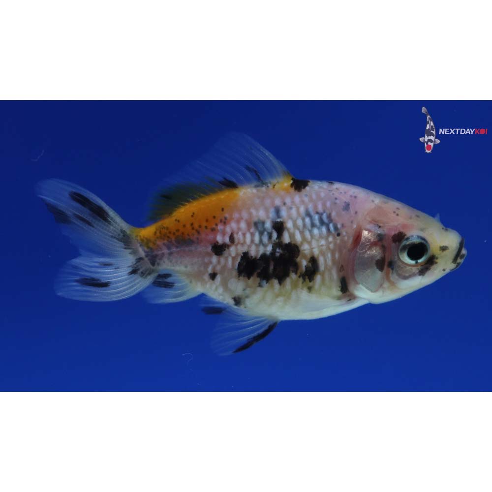 2.5” Imported Calico Pearlscale