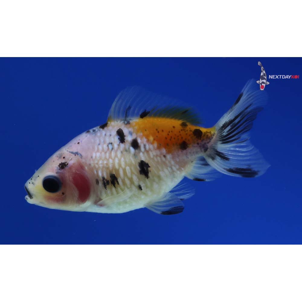 2.5” Imported Calico Pearlscale