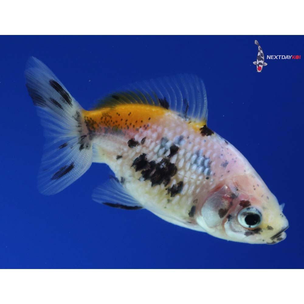 2.5” Imported Calico Pearlscale