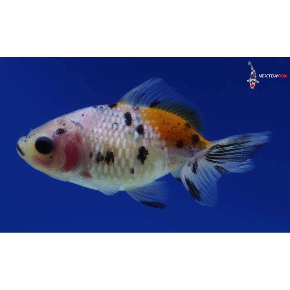 2.5” Imported Calico Pearlscale