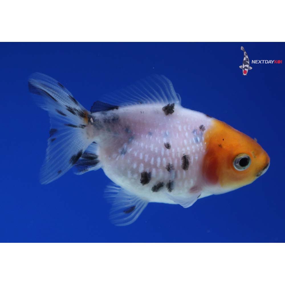 2” Imported Calico Pearlscale