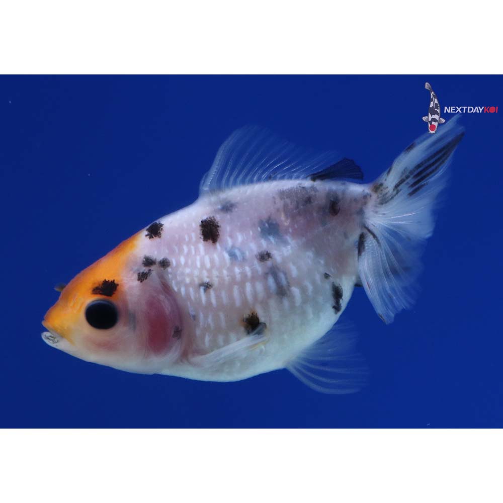 2” Imported Calico Pearlscale