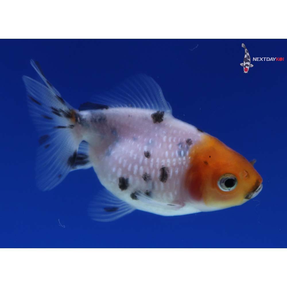 2” Imported Calico Pearlscale