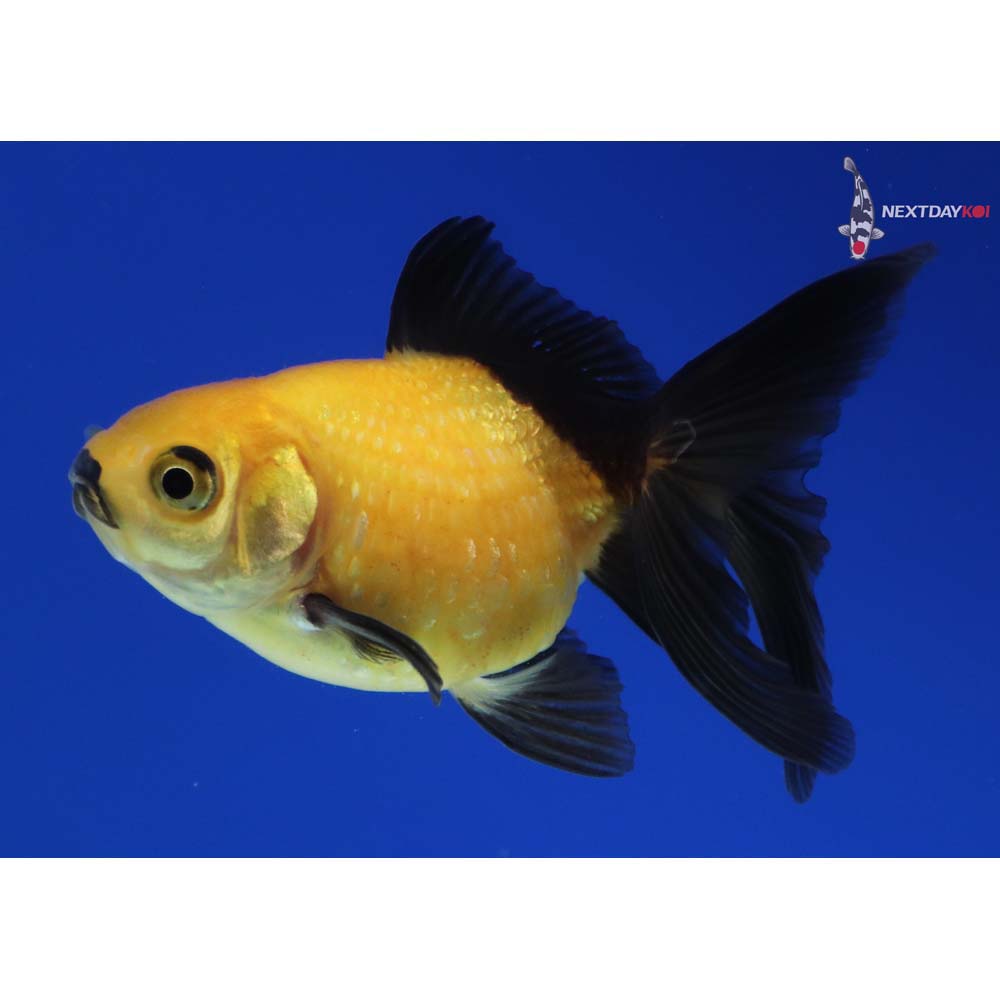 3” Imported Yellow and Black Pearlscale