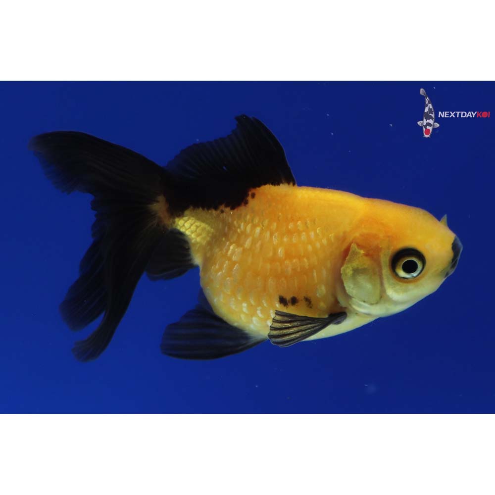 3” Imported Yellow and Black Pearlscale