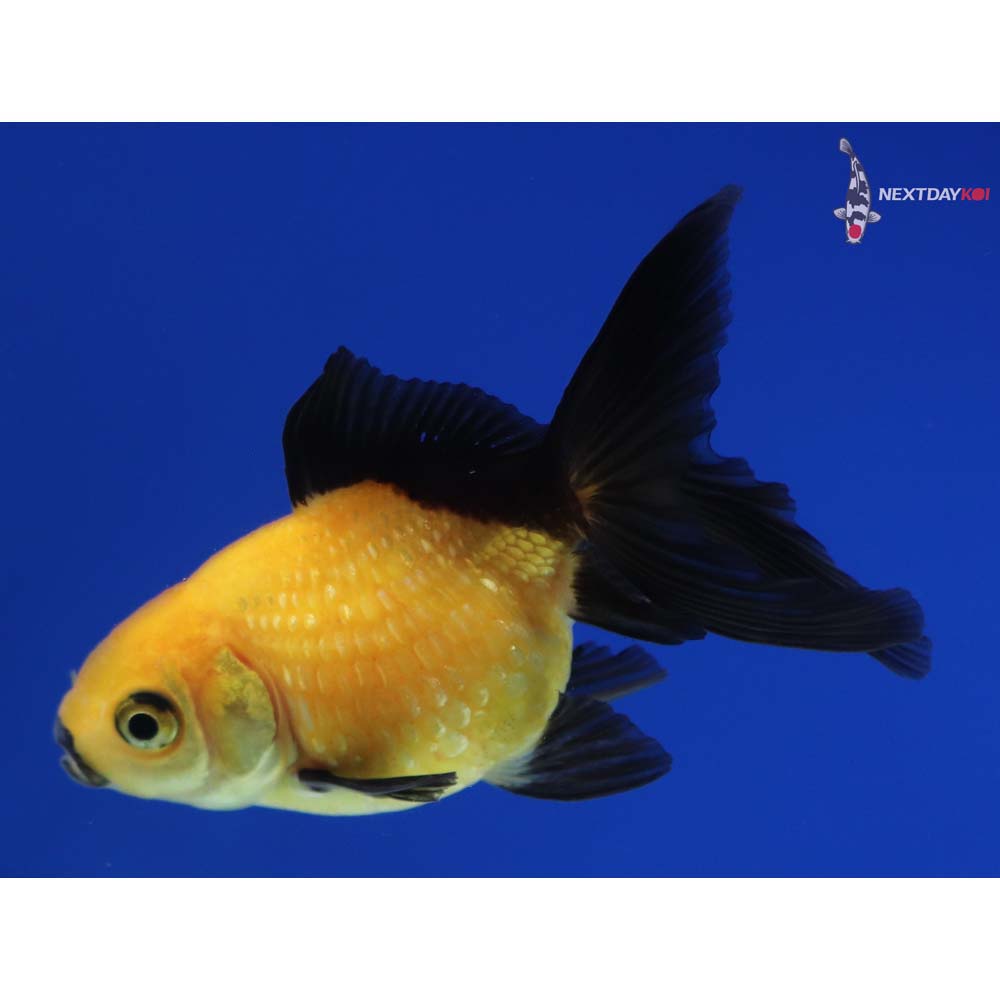 3” Imported Yellow and Black Pearlscale