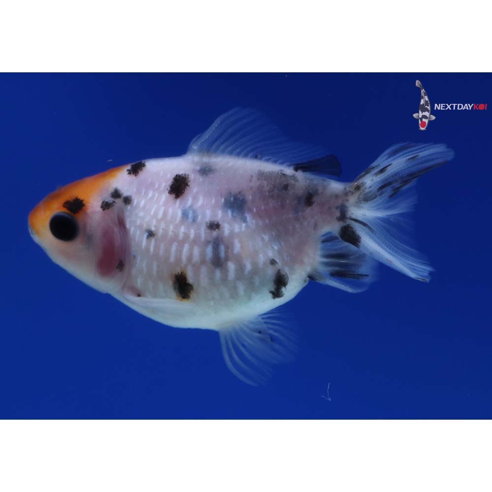 2” Imported Calico Pearlscale