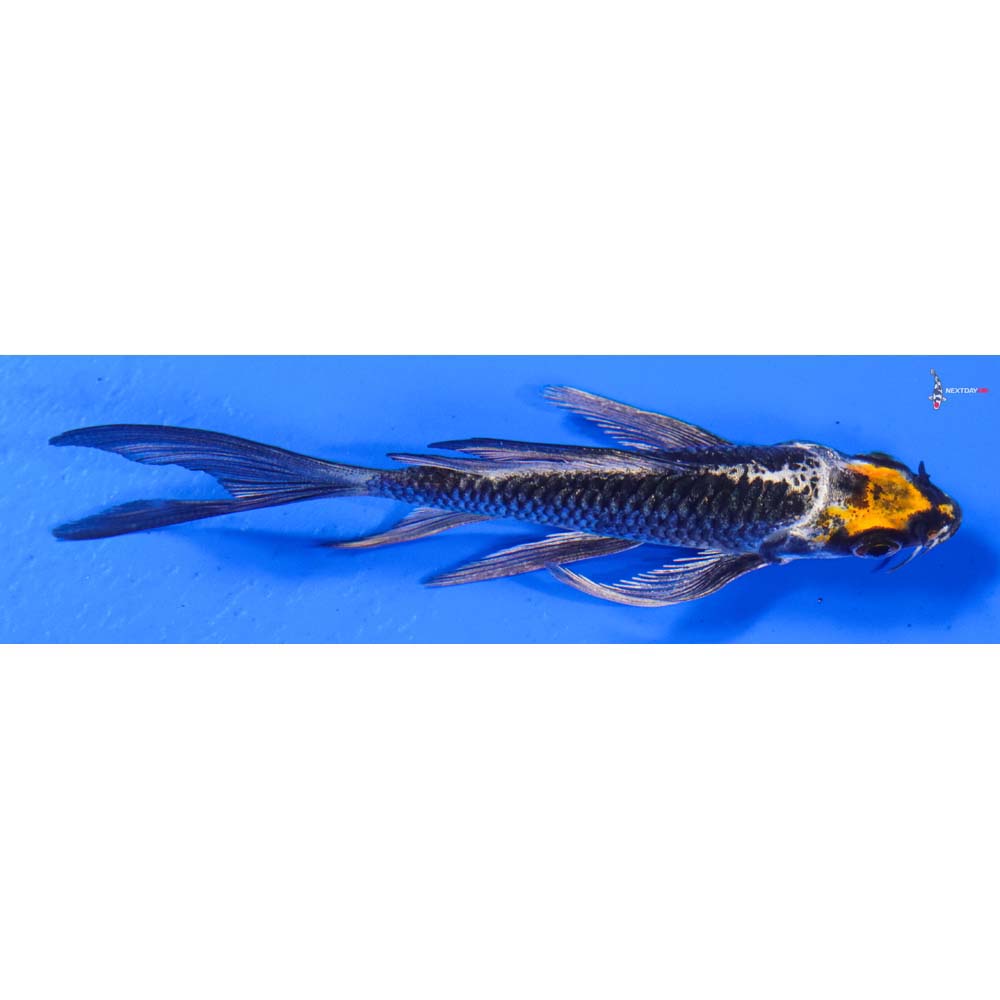 4” Imported Kujaku Butterfly Koi