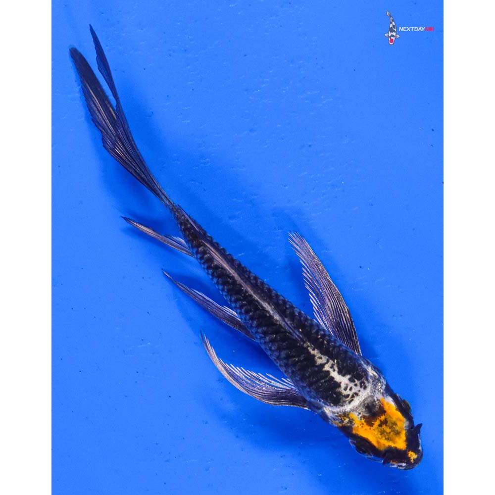 4” Imported Kujaku Butterfly Koi
