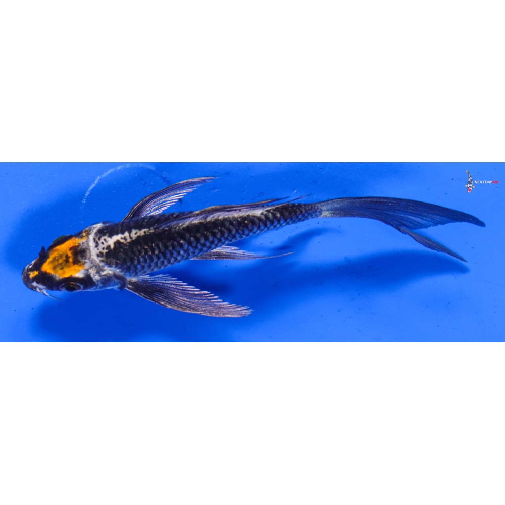 4” Imported Kujaku Butterfly Koi