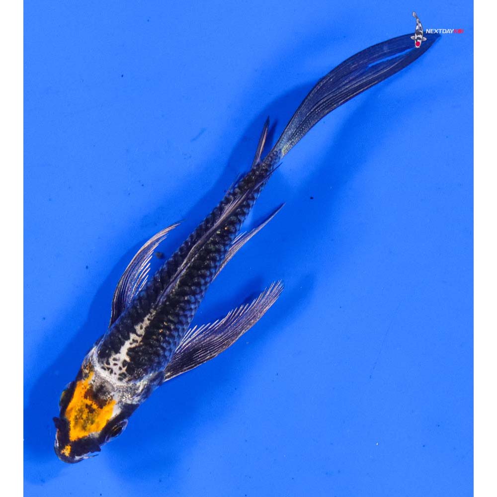 4” Imported Kujaku Butterfly Koi