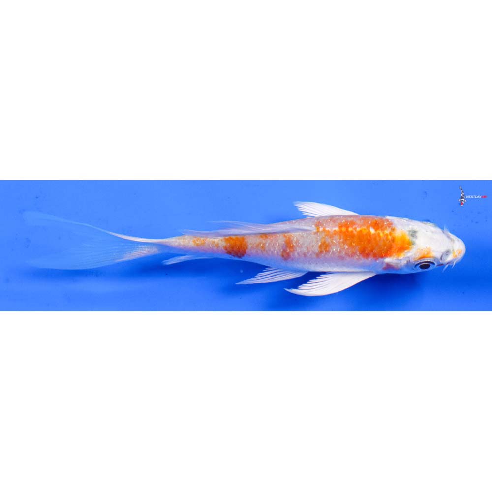 4” Imported Hariwake Butterfly Koi