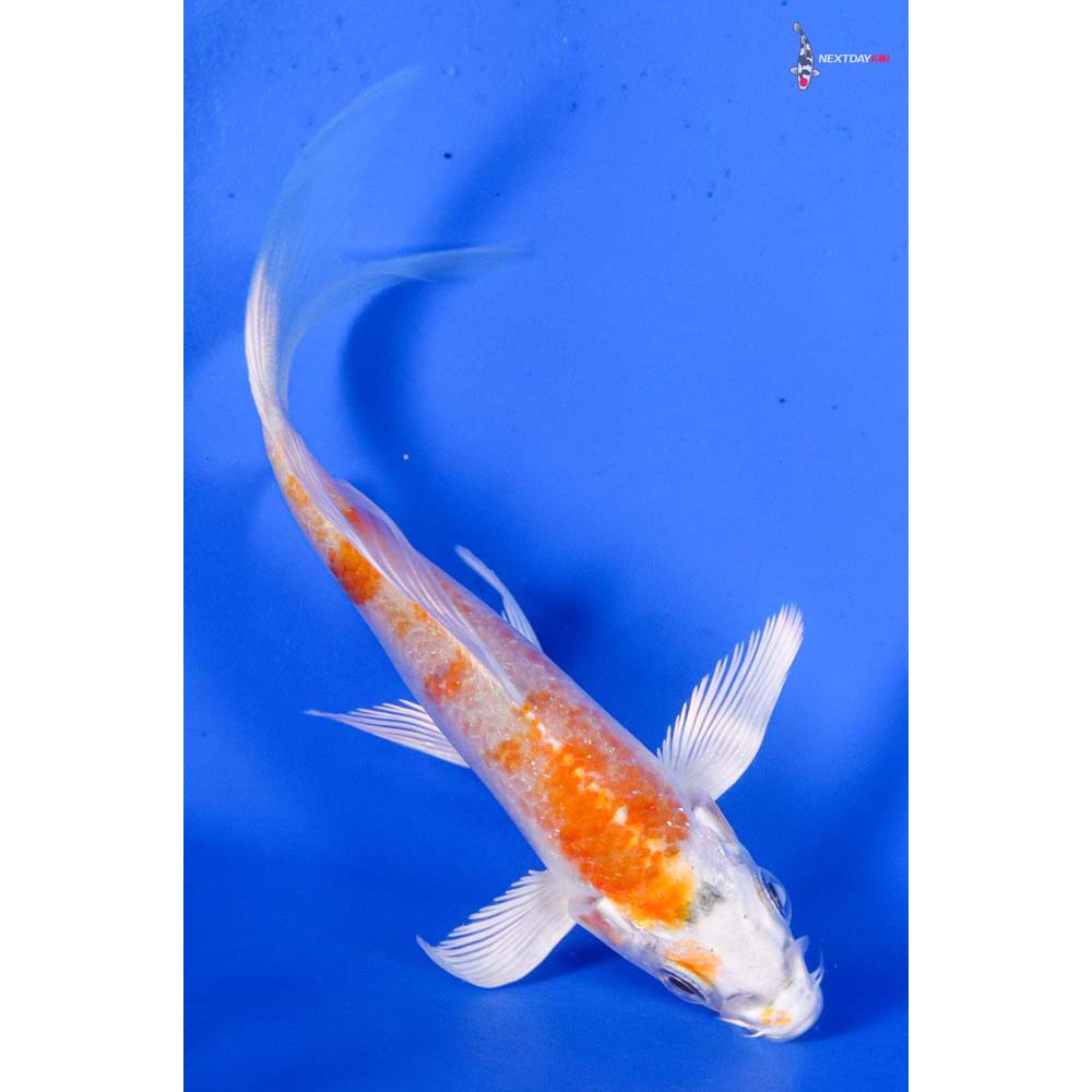 4” Imported Hariwake Butterfly Koi