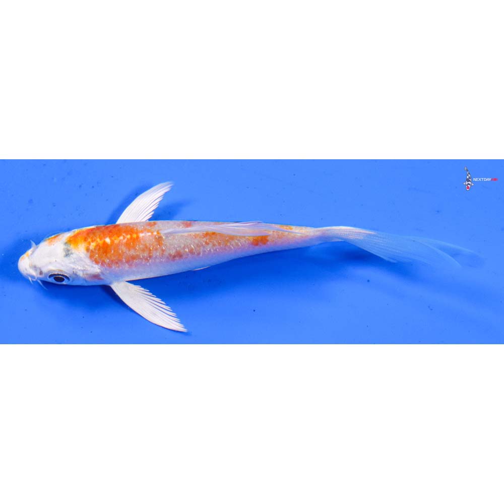 4” Imported Hariwake Butterfly Koi