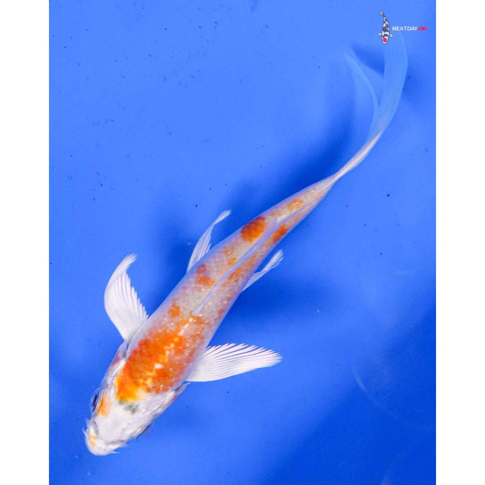 4” Imported Hariwake Butterfly Koi
