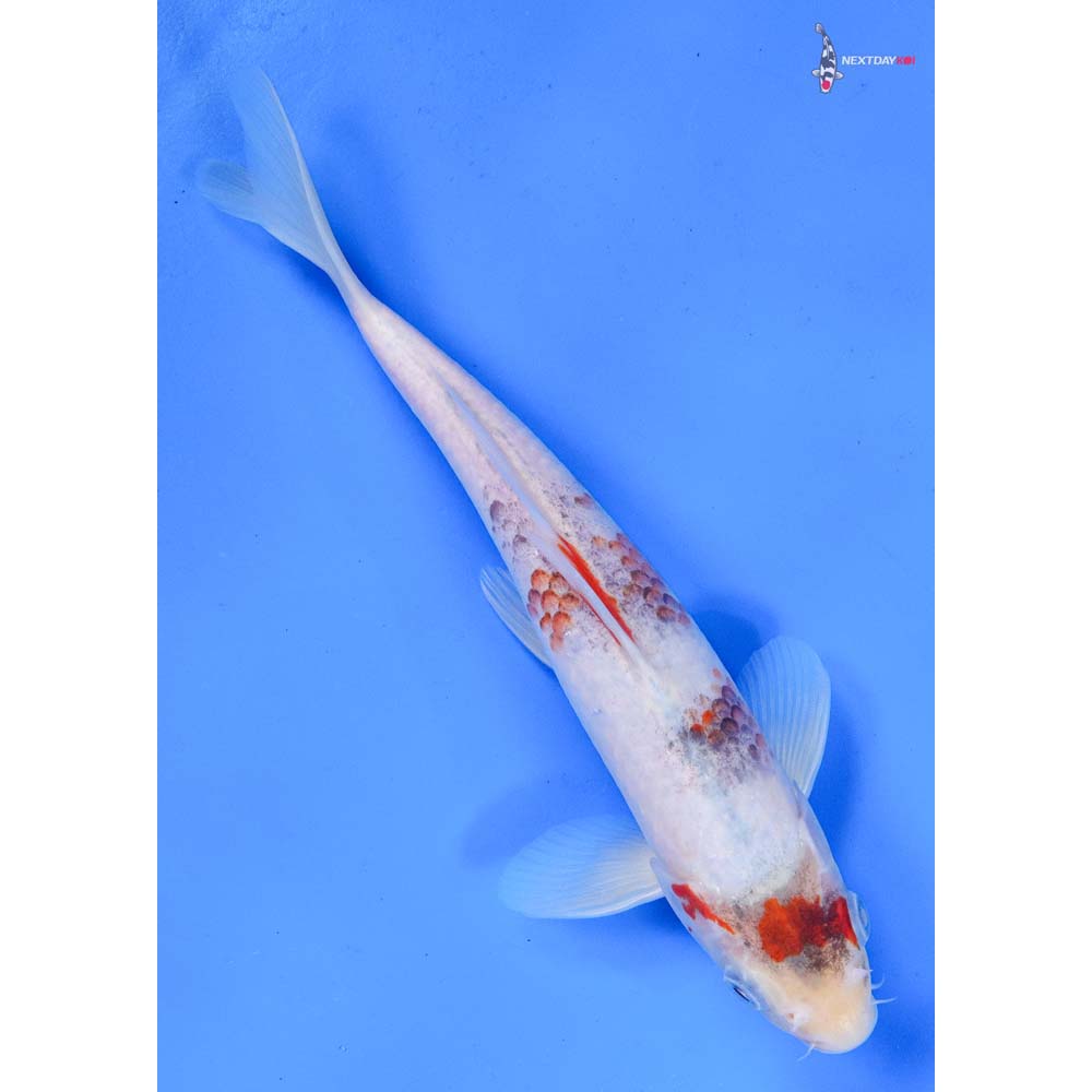 8.5” Imported Showa